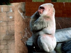 ZOO