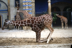 Zoologischer Garten