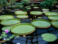 Botanischer Garten